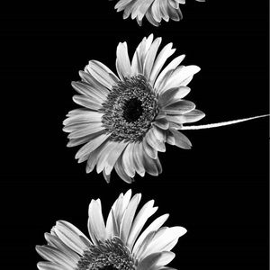 Meet your Posher, Karla